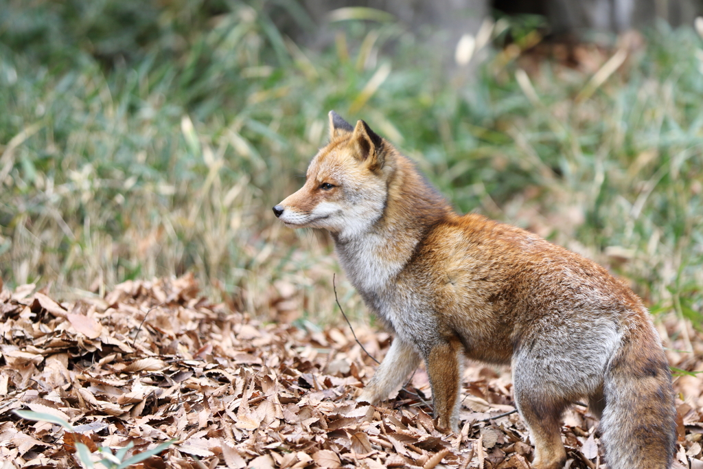 サクサク落ち葉がきもちいいコン