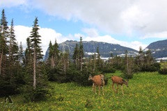 Wild Animals in Rocky Mountain