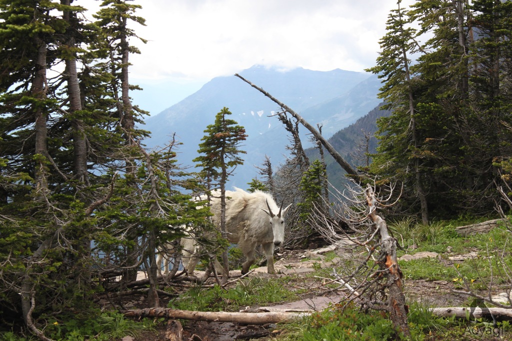 Wild Animals in Rocky Mountain