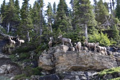 Animals in Rocky Mountain