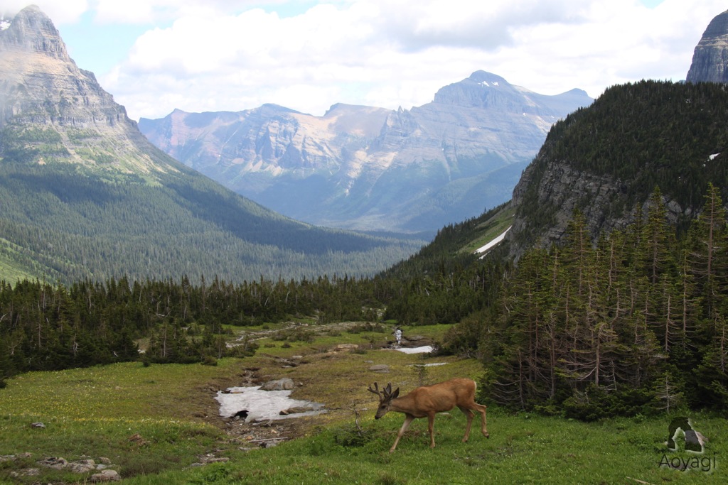 Wild Animals in Rocky Mountain