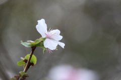 冬桜咲いてます