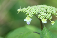 紫陽花の赤ちゃん