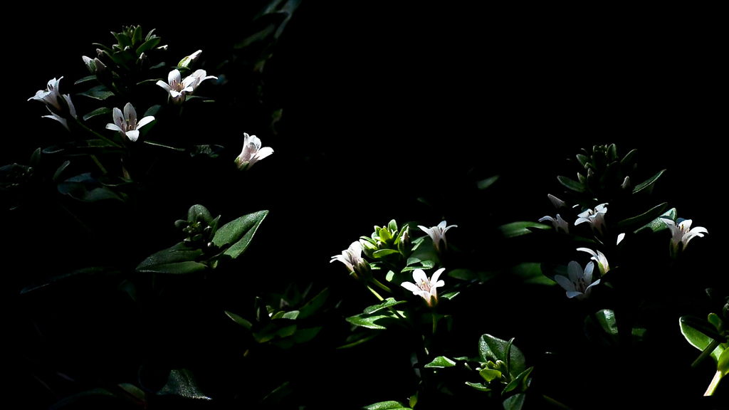 Flower Dance