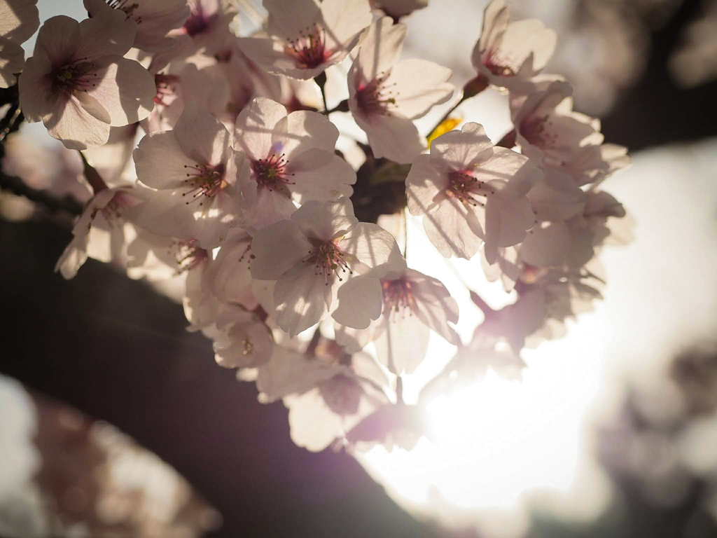 今年の桜