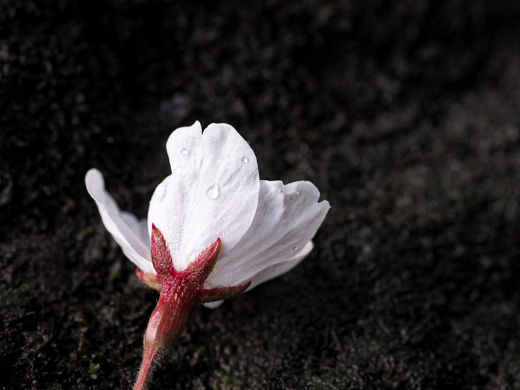 桜の花