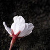 桜の花