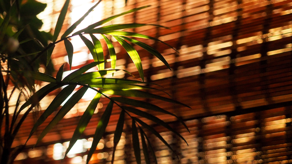 観葉植物がある生活