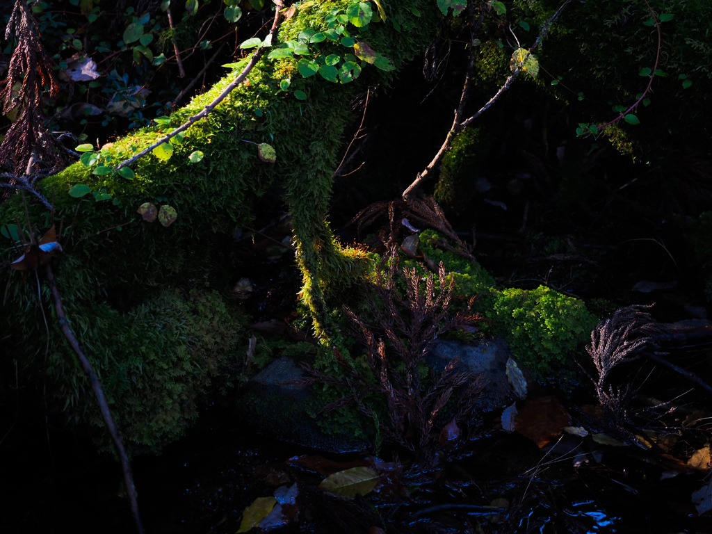 苔むす