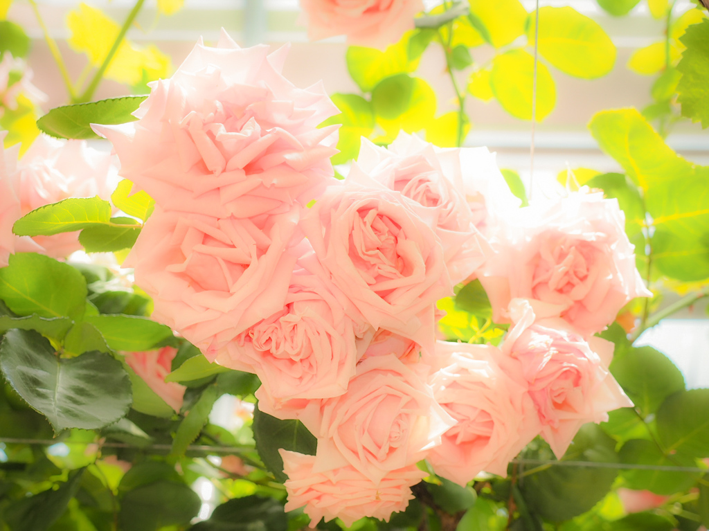 逆光の薔薇