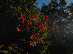 秋を見つけた！