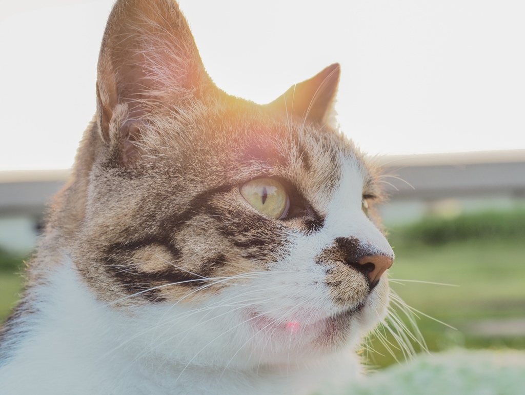 夕暮れネコ