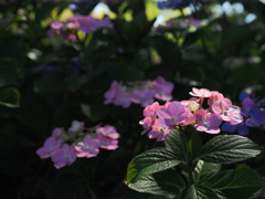 暗がりの紫陽花