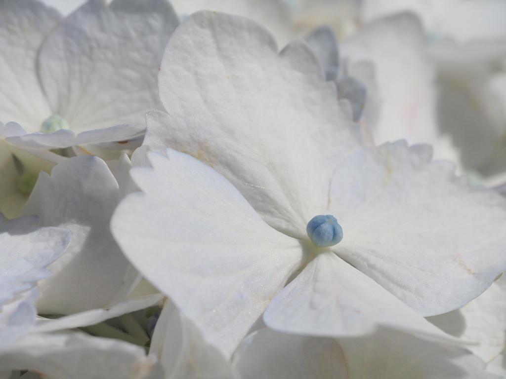 白の紫陽花