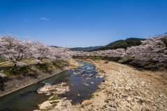 桜並木