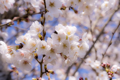 桜花