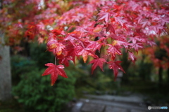 常寂光寺　もみじ