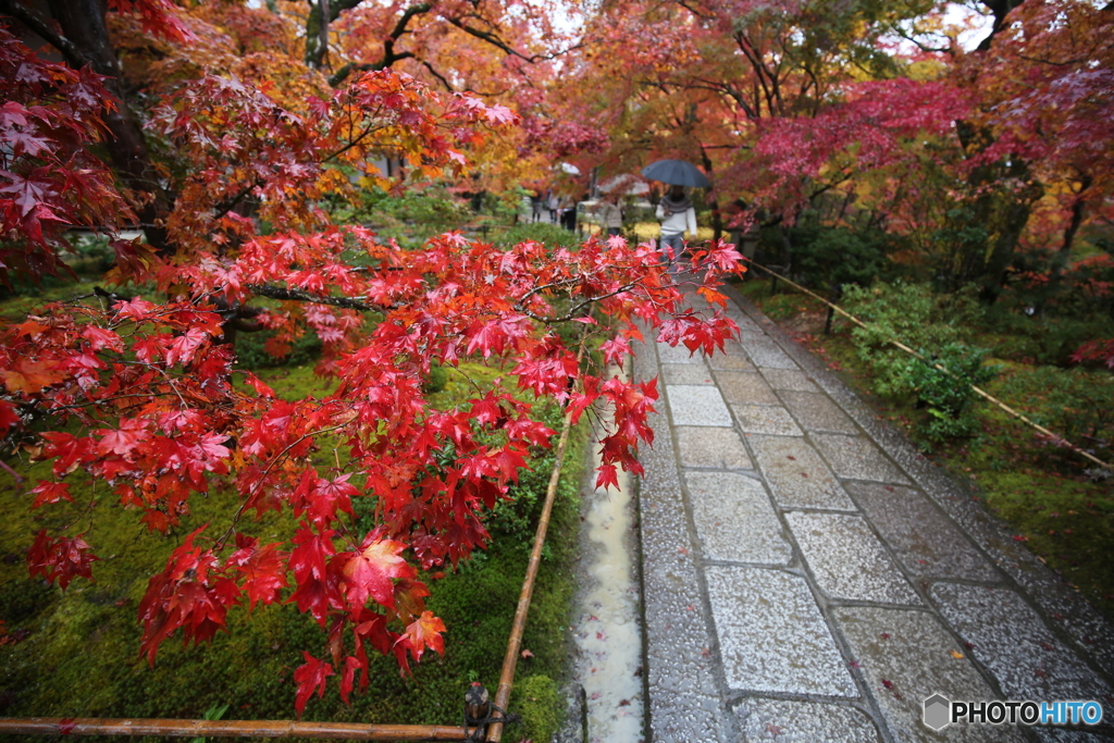 常寂光寺　もみじと石畳