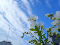 GH6 + LEICA DG SUMMILUX 15mm/F1.7 ASPH ③