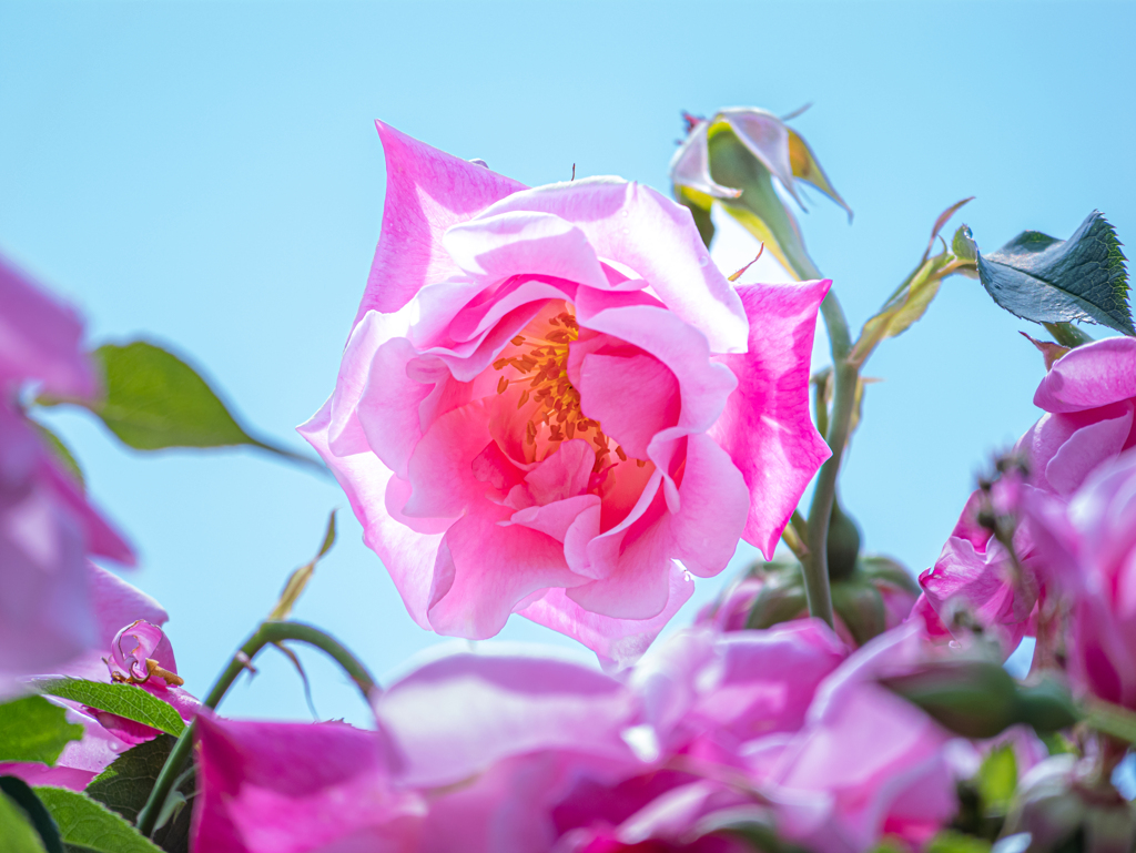 花 + GH6 ⑤