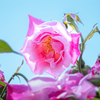 花 + GH6 ⑤