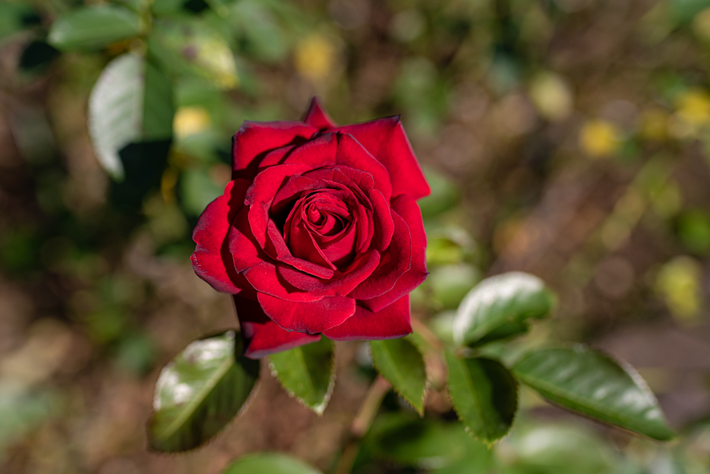 秋の薔薇　⑦