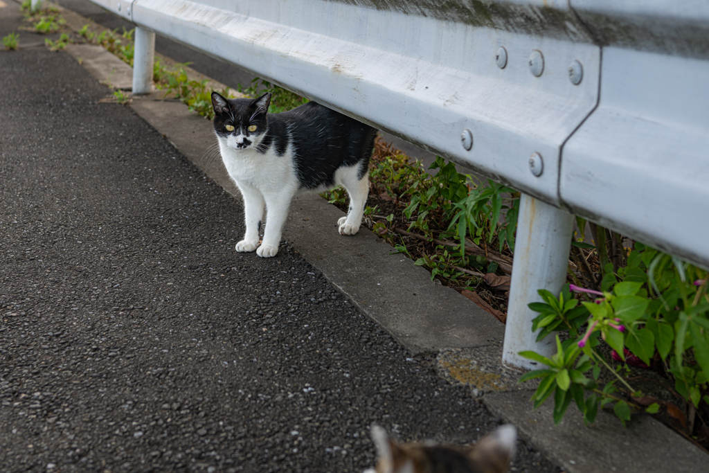 Z8 + NIKKOR Z 40mm f/2 サンプル