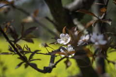 プラムの花