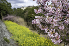 河津桜と菜の花②