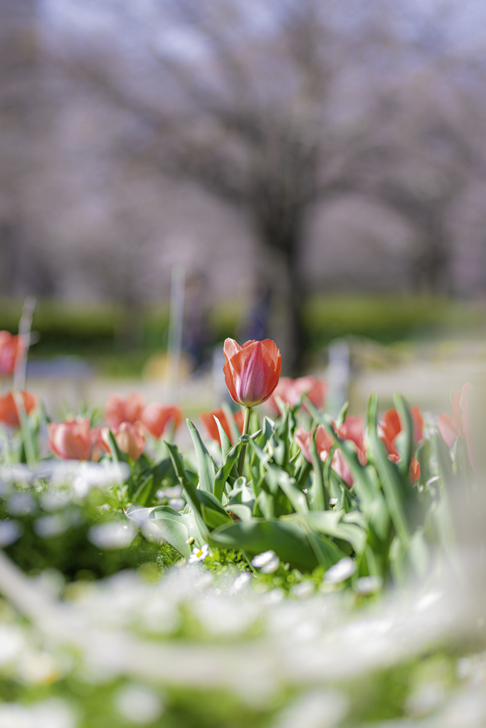 シグマ 85mm F1.4 DG HSM 春花作例⑥