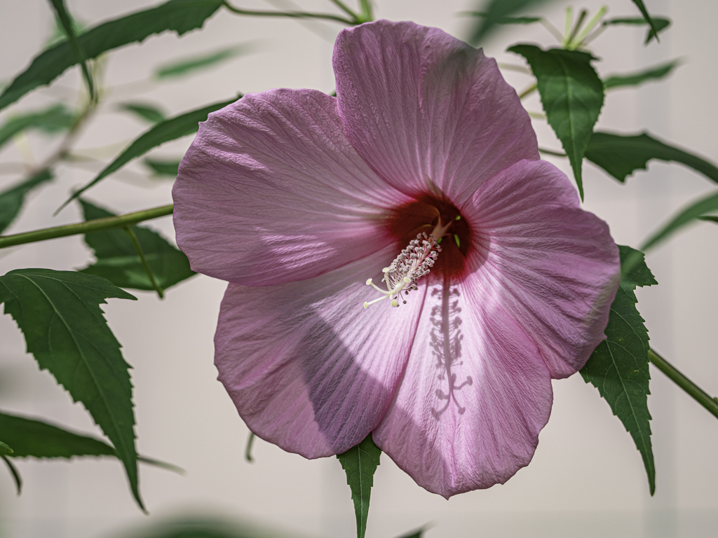 SIGMA 56mm F1.4 DC DN 49