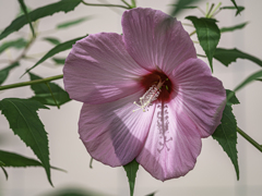 SIGMA 56mm F1.4 DC DN 49