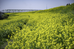 一面菜の花