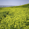 一面菜の花