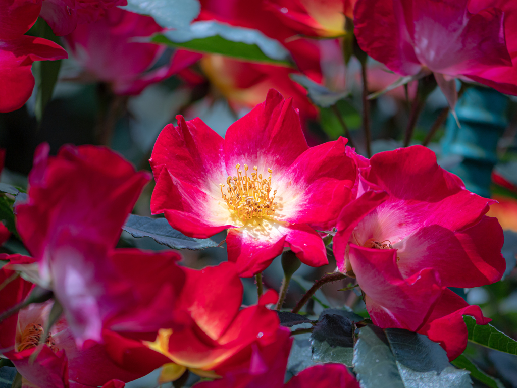 花 + GH6 ②