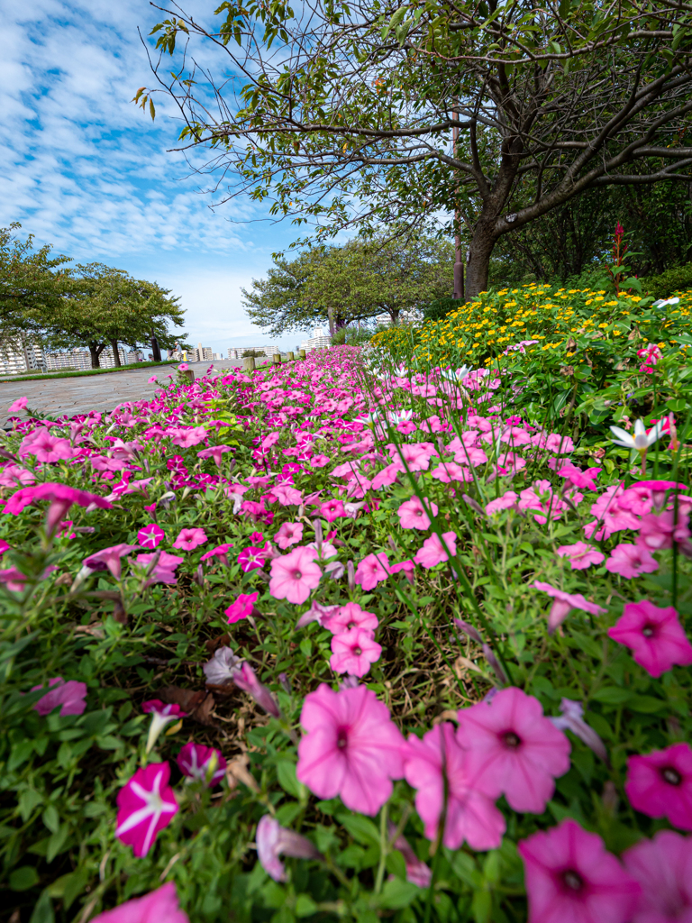 広角レンズの　広角側と望遠側の差　花畑編①