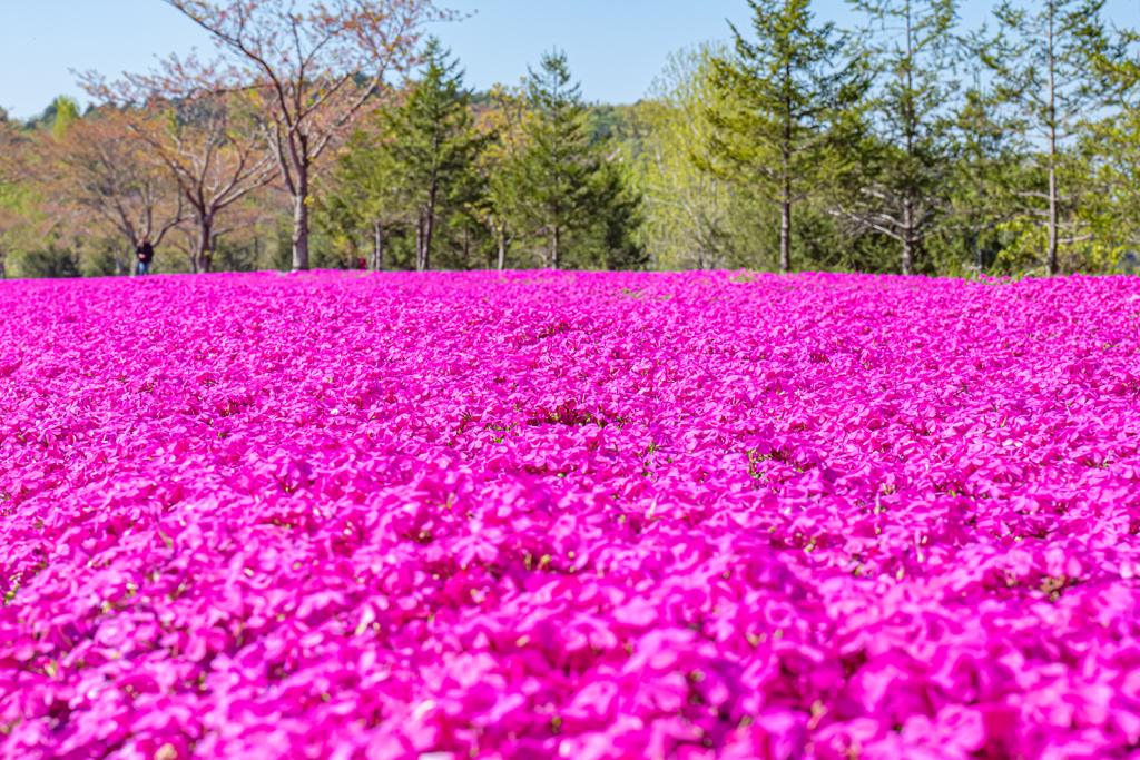 S5 MarkⅡ + 20-60mm With 東京ドイツ村⑤