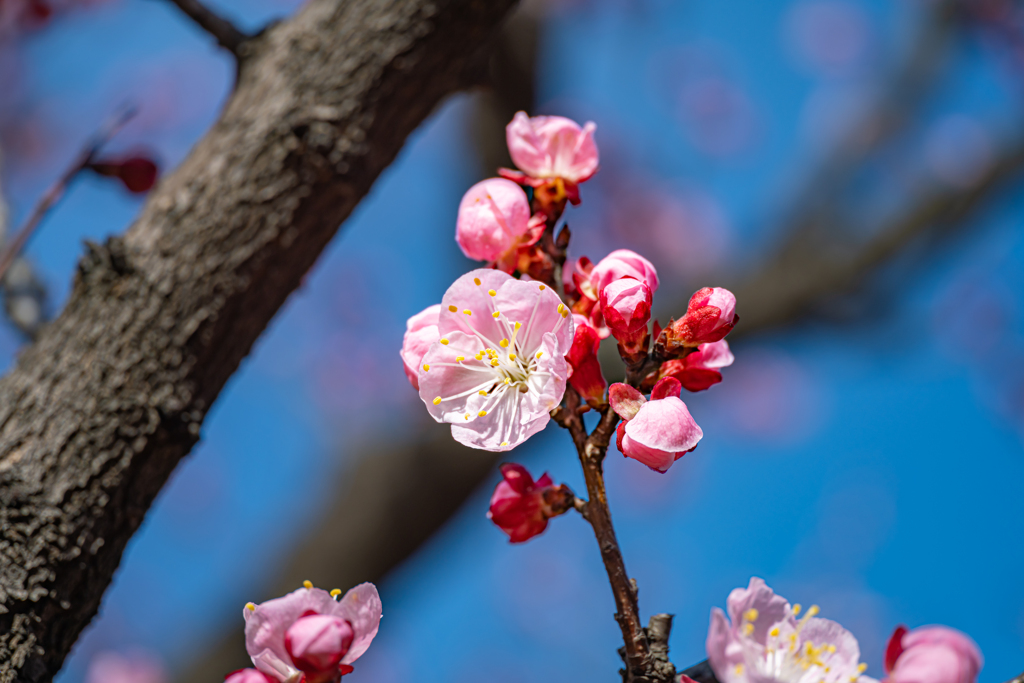 LAOWA Mini 85mm F5.6 2X Ultra Macro ⑧