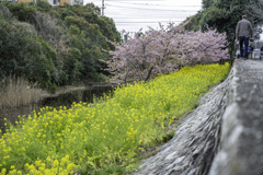 河津桜と菜の花