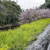 河津桜と菜の花