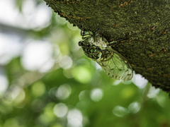 SIGMA 56mm F1.4 DC DN ⑨