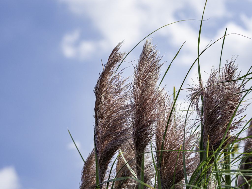 SIGMA 56mm F1.4 DC DN ③