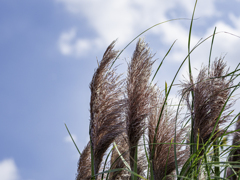 SIGMA 56mm F1.4 DC DN ③