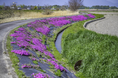 琵琶湖周辺　芝桜