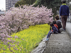河津桜と菜の花と家族