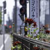 線路に咲く薔薇