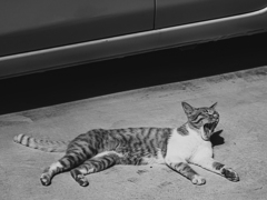 SIGMA 56mm F1.4 DC DN 62