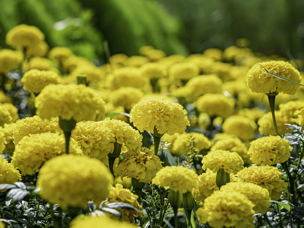 SIGMA 56mm F1.4 DC DN ⑥