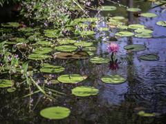 SIGMA 56mm F1.4 DC DN 38