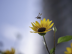 SIGMA 56mm F1.4 DC DN 46